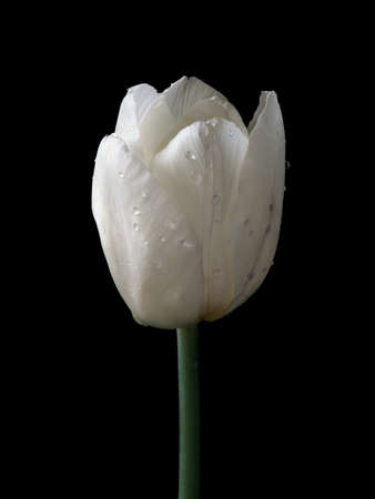 Beautiful white tulip with water drops close up photoの写真素材