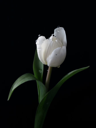 Beautiful white tulip close up photoの写真素材