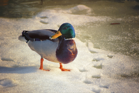drake on a frozen pondの写真素材