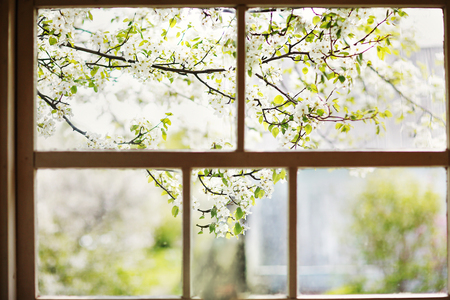 Closeup of modern white lace curtains with view through glass window on garden in spring or summer with sakura, cherry blossom flowers treeの写真素材