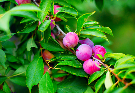Plum purple with green leaves growing in the garden. elicious Plum. Plum on branch. Plum ripeの写真素材