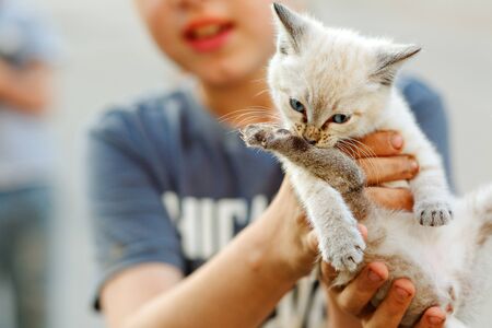 Little white wild kitten sitting on the hands of a boy. Close-up. Animal care conceptの写真素材