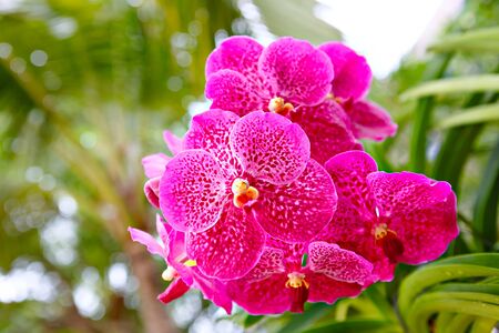 Close-up pink orchid on a green background sunny summer day