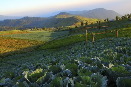 The beautiful cabbage farm, Thailandの写真素材