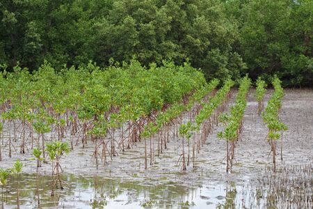 The Mangrove forest, Thailandの写真素材
