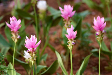 The beautiful Siam Tulip, Thailandの写真素材