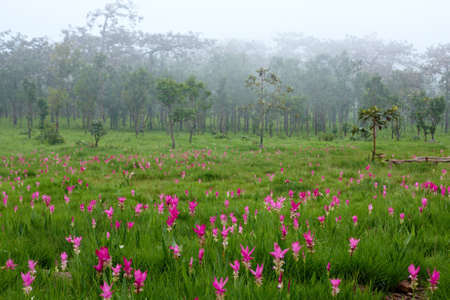 The beautiful Siam Tulip, Thailandの写真素材