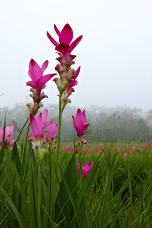 The beautiful Siam Tulip, Thailandの写真素材