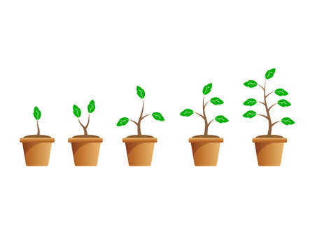 vector growing plants concept on white backgroundのイラスト素材
