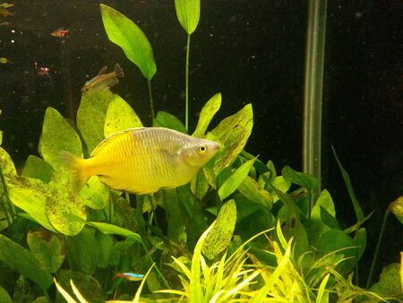 Beautiful fishs in aquariumの素材