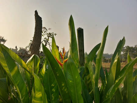 Fresh leaves and flowers in the morning light.の素材