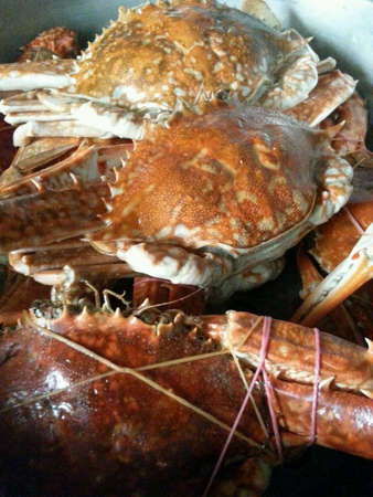 Crabs after steam ready to eatの素材