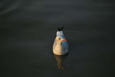 Seagull at Bangphu viewpoint Thailand