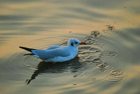 Seagull at Bangphu viewpoint Thailandの素材