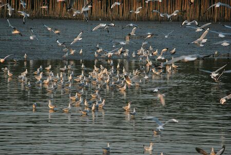 Seagull at Bangphu viewpoint Thailandの素材