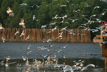 Seagull at Bangphu viewpoint Thailandの素材