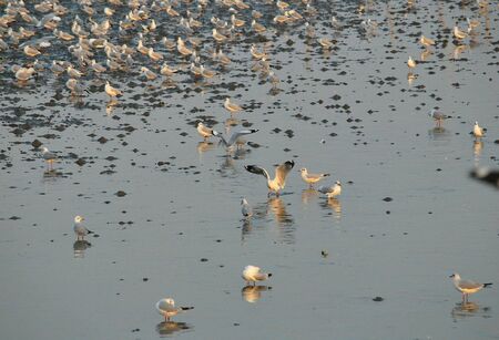 Seagull at Bangphu viewpoint Thailandの素材