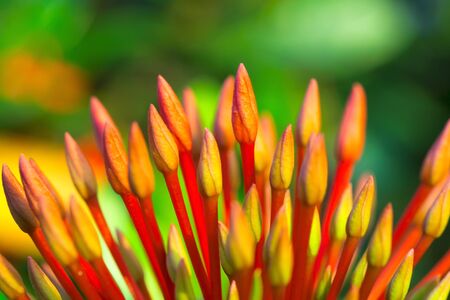 Flower spike on background blurの写真素材