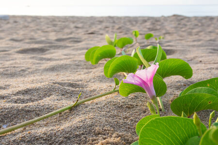 Flower on the beachの写真素材