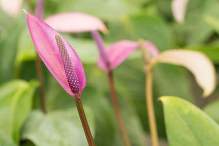 purple flower on green background