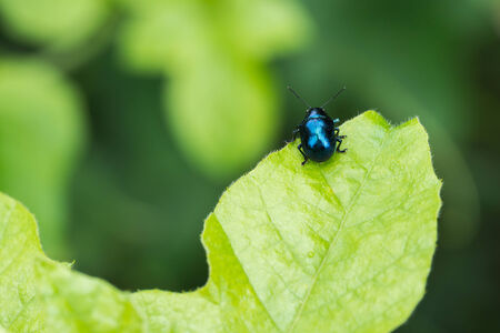 Insect life on green leaf