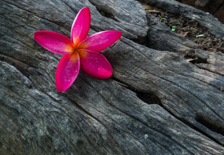 flower on dead woodの写真素材