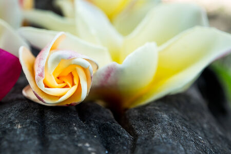 flower on dead woodの写真素材