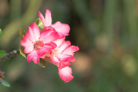 Flower bloom and background blurの写真素材