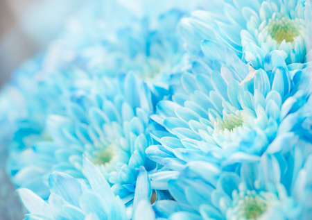 pattern and texture from flowers backgroundの写真素材