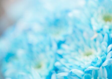 pattern and texture from flowers on abstract background blur