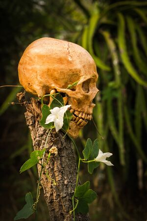 still life of skull and flowers on dried woodの写真素材