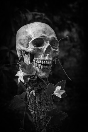 still life of skull and flowers on black and whiteの写真素材