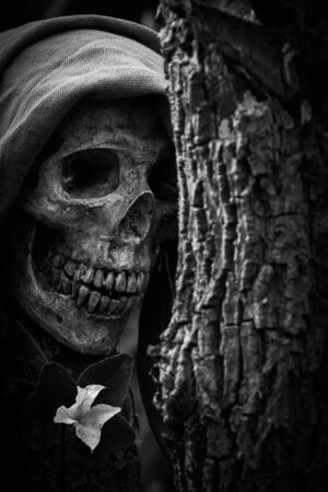 still life of skull and flowers on black and whiteの写真素材