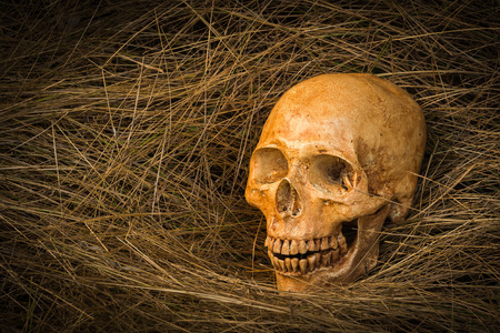 still life of skull on dried grassの写真素材