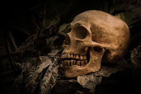 still life of skull on dried tree backgroundの写真素材