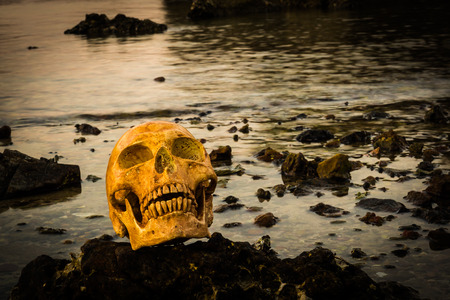Still life with skull in natureの写真素材