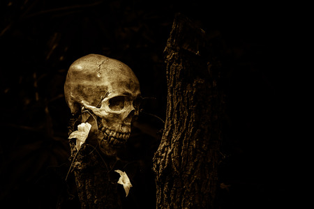 still life of skull and flowers  on dried treeの写真素材