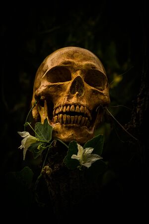 still life of skull and flowers on black and white