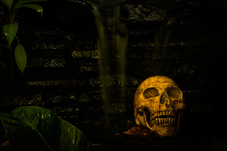 still life with skull on waterfall backgroundの写真素材