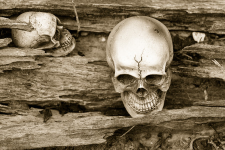 Still life with skull in dried treeの写真素材