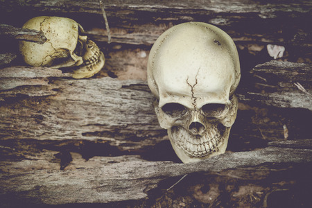Still life with skull in dried treeの写真素材