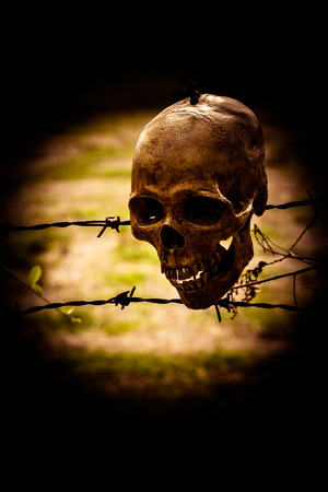 still life of skull on old barbの写真素材