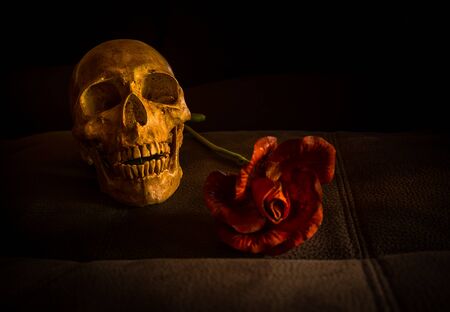 still life with skull and flower on vintage leatherの写真素材