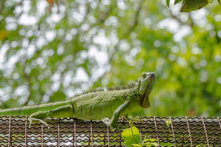 Green iguana stop and looking on old steel structureの写真素材