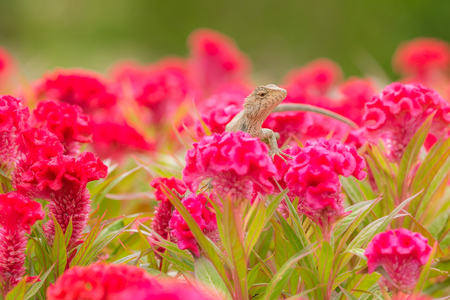 Young lizard  stop and looking on colorful flowersの写真素材