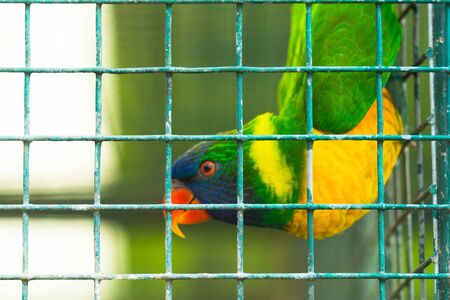 Bird in a cage waiting for freedom,Focus at a cage