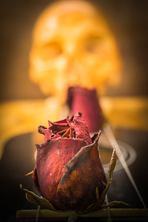 Still life with dried rose and human skullの写真素材
