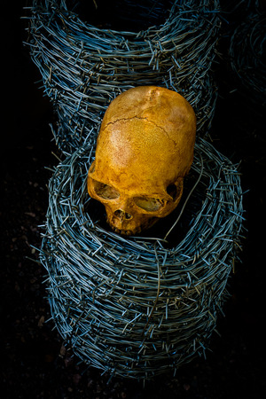 Still life with skull and barb wireの写真素材
