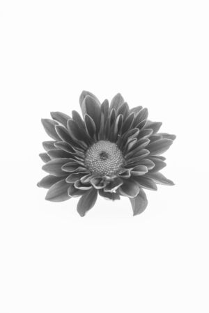 Colorful and fresh flower on white backgroundの写真素材