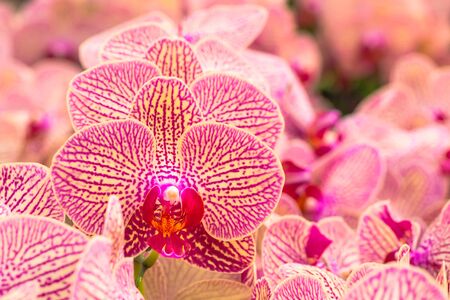 Pattern and texture from soft and colorful orchidsの写真素材